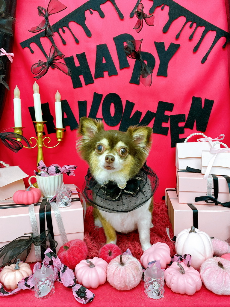 ハロウィンの飾りと黒い衣装のココアちゃん