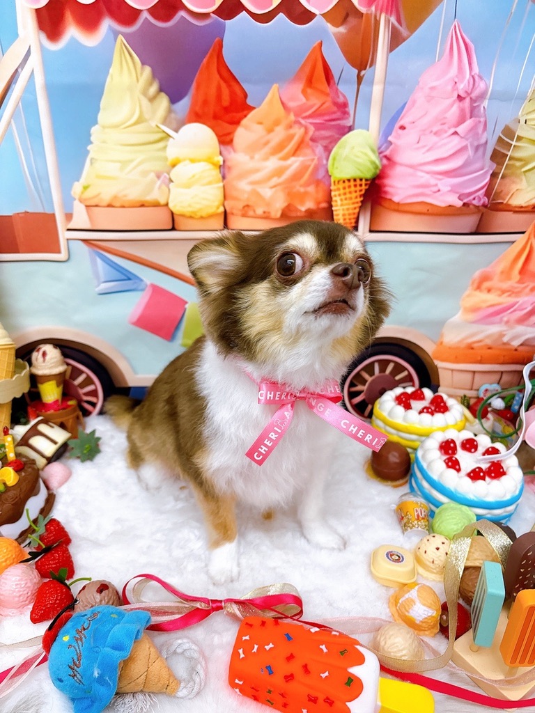 アイスクリームショップで見上げるココアちゃん